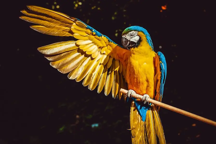 Oiseaux endémiques