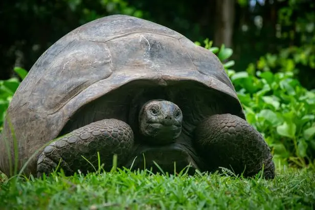 Tortues géantes