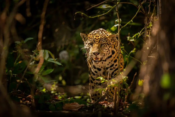 Amazonie
